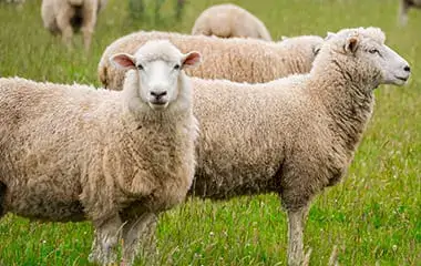 sheep processing highland illinois